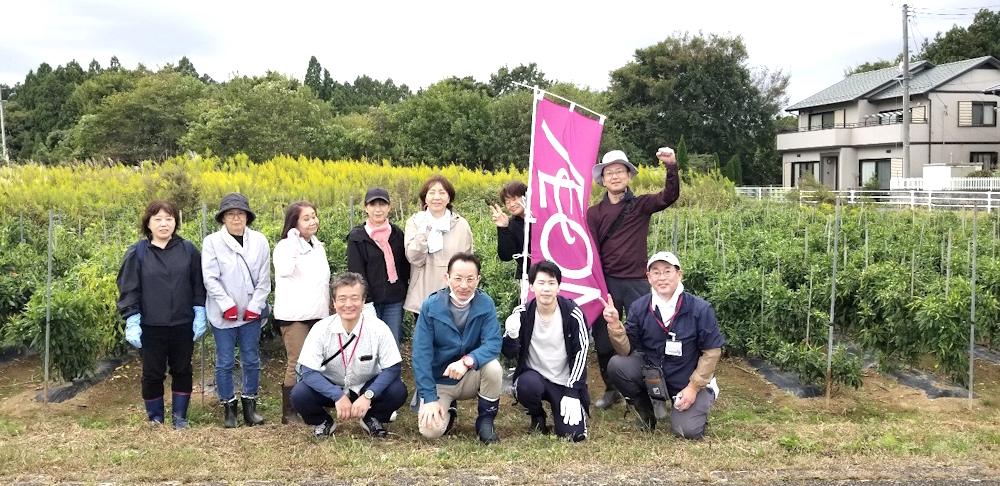 とうがらしプロジェクト　とうがらし収穫ボランティアに参加しました。のアイキャッチ画像